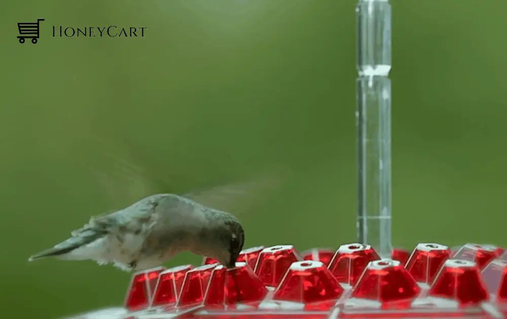 Ant Proof Sweety Hummingbird Feeder With Perch Ltt-Feeder