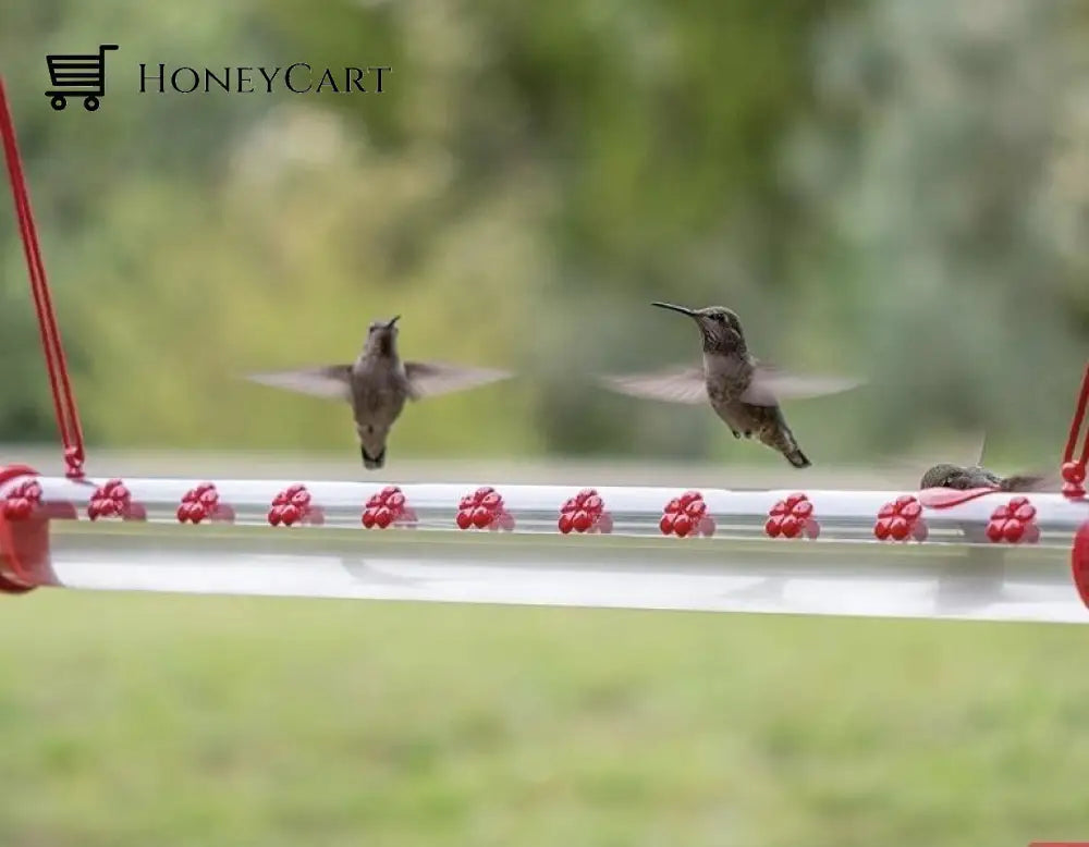Best Hummingbird Feeder