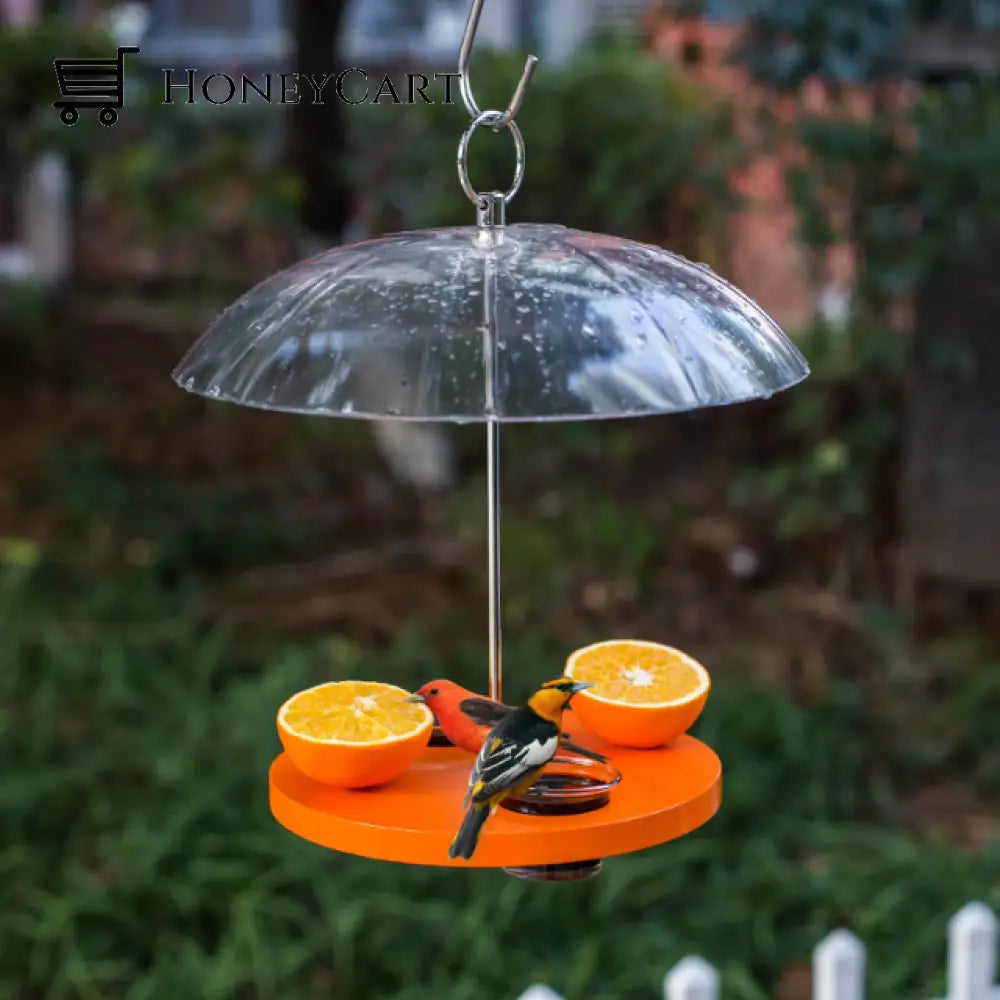 Oriole Outside Bird Feeder