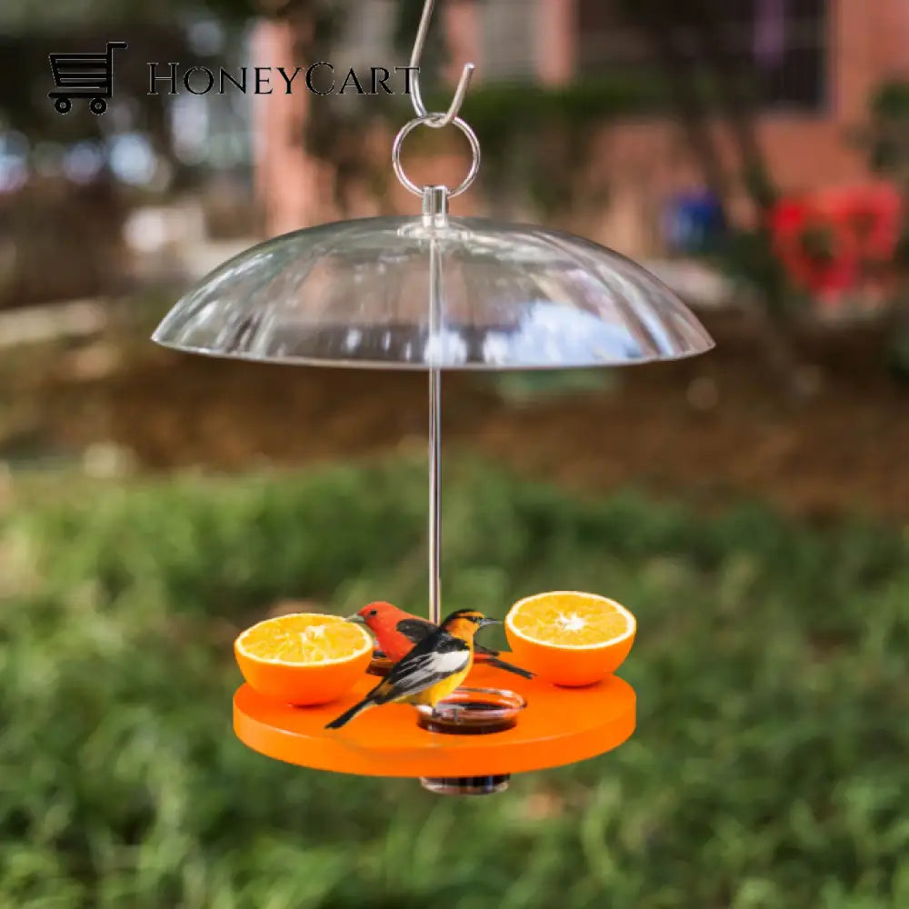 Oriole Outside Bird Feeder