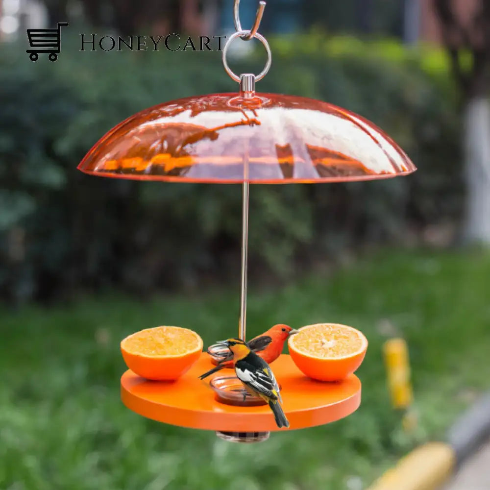 Oriole Outside Bird Feeder