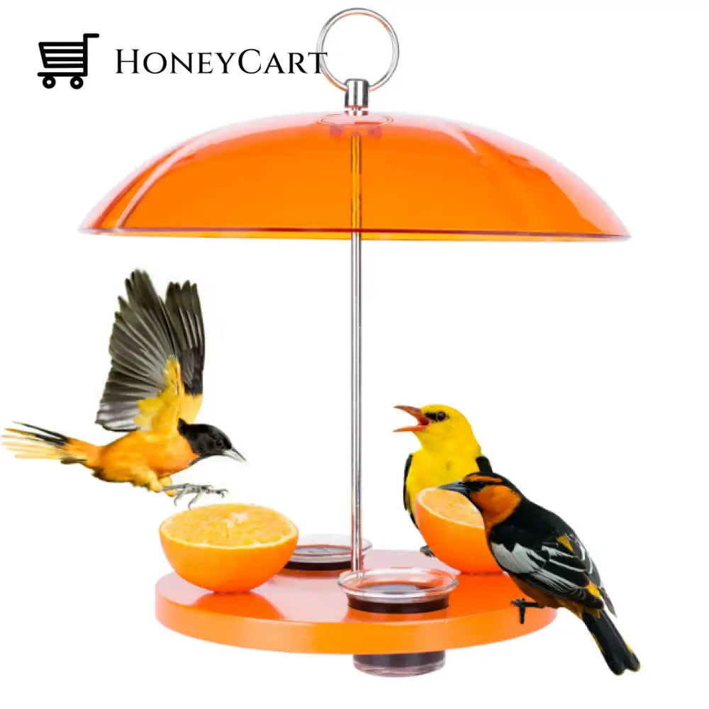 Oriole Outside Bird Feeder
