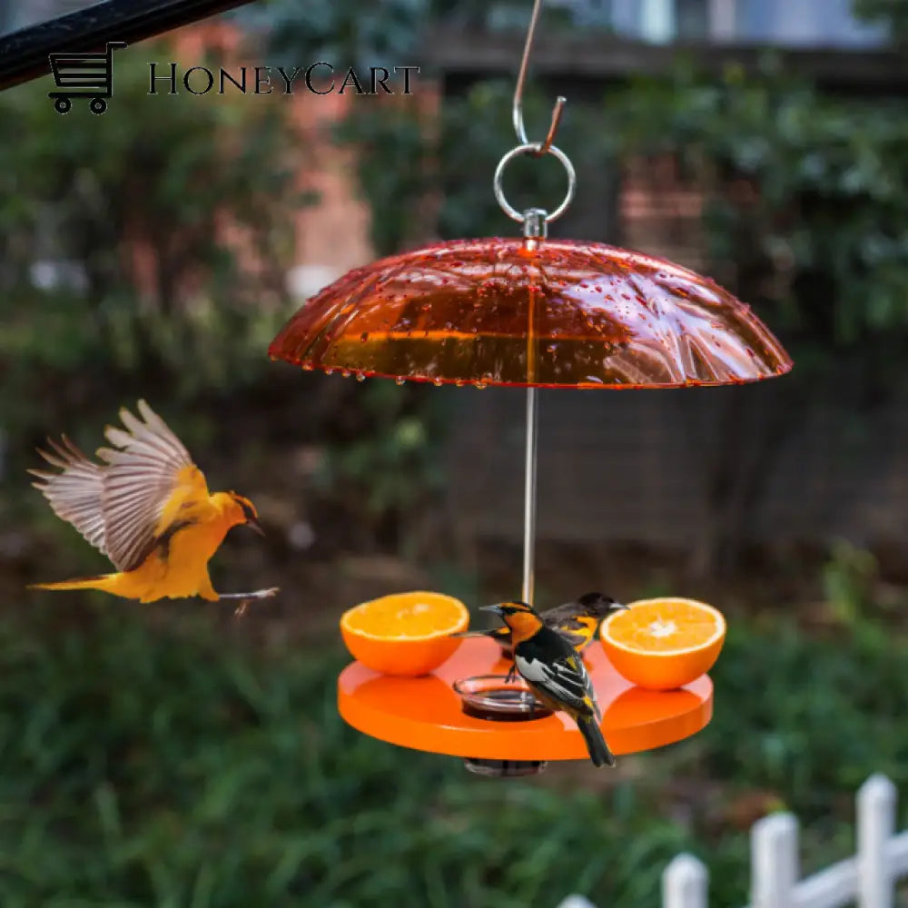 Oriole Outside Bird Feeder
