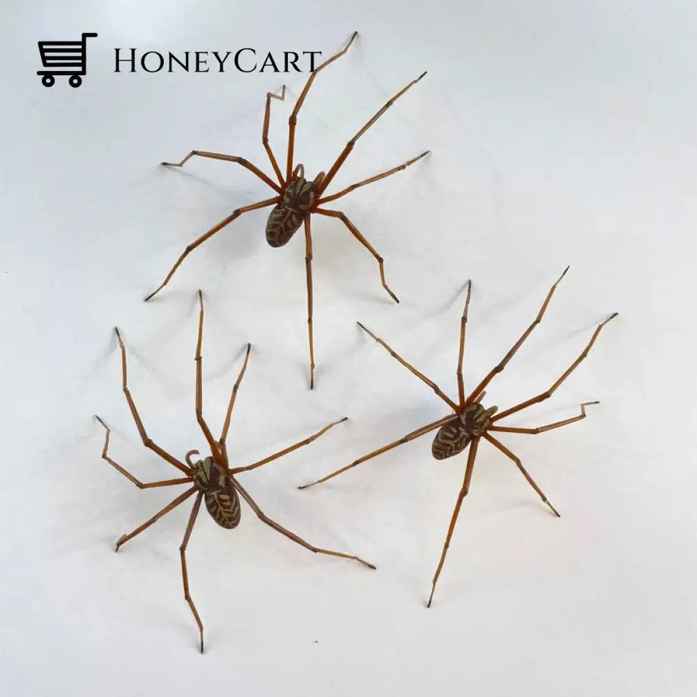 Riesenspinne Ohrringe - Giant Spider Earrings Kids & Gift Toys