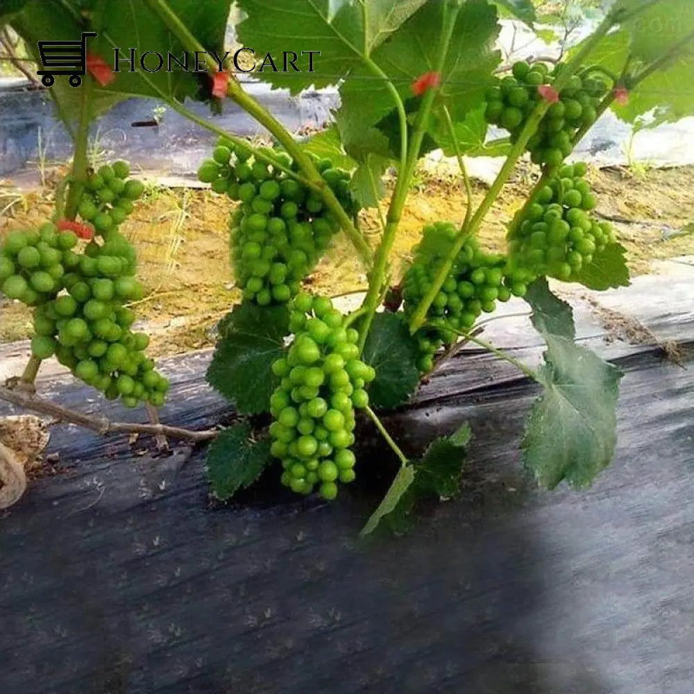 Speedtrellis® Plant Upright Tying Tapetool Garden And Home