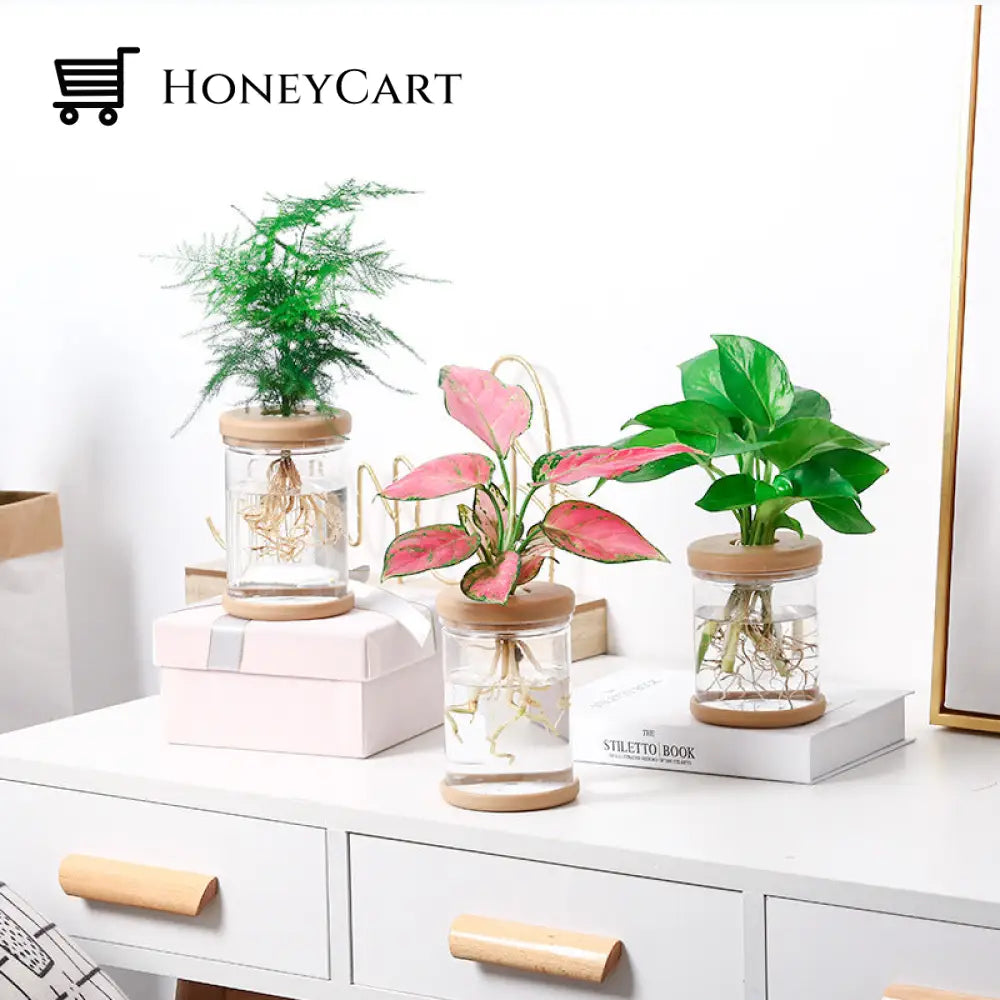 Transparent Hydroponic Flower Pot