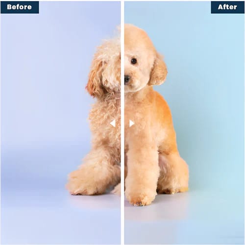 PetClippers – Professional Groomer for Pet Owners