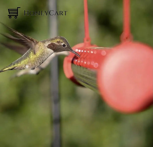 Best Hummingbird Feeder 16 Inches