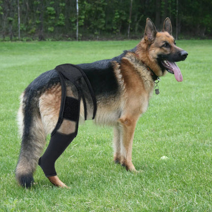 Dog Knee Brace | Adjustable Neoprene Support for Joint Pain & ACL Recovery for All Breeds