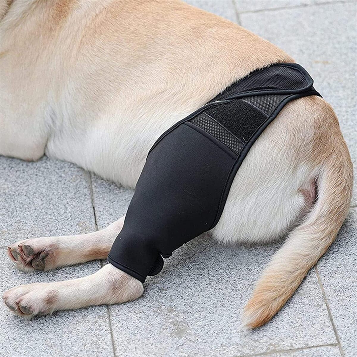 Dog Knee Brace | Adjustable Neoprene Support for Joint Pain & ACL Recovery for All Breeds