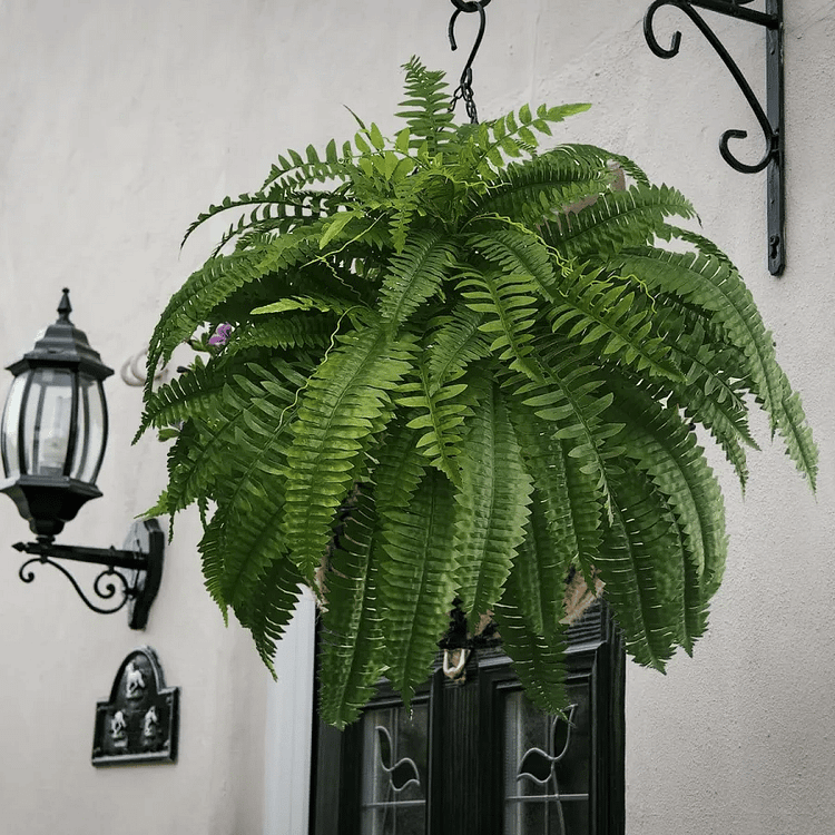 UV Resistant Lifelike Artificial Boston Fern For Outdoors