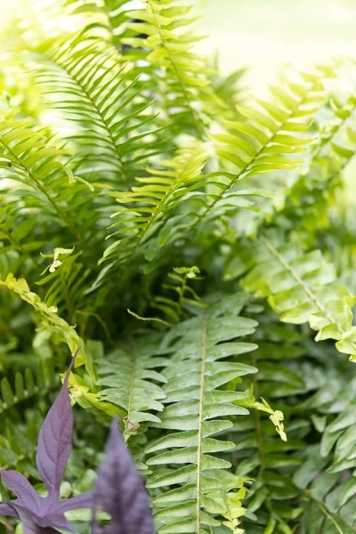 UV Resistant Lifelike Artificial Boston Fern For Outdoors