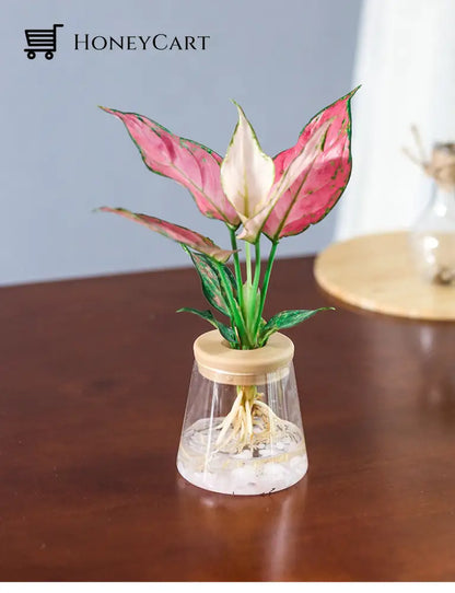 Transparent Hydroponic Flower Pot